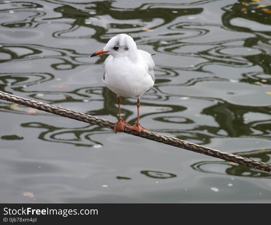 Bird, Water, Seabird, Gull