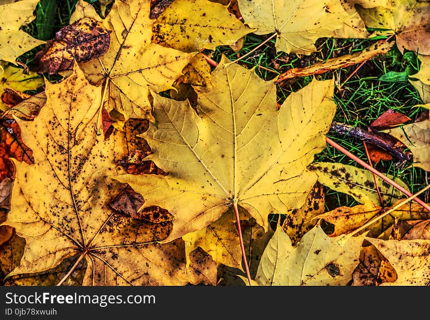 Leaf, Autumn, Plant, Deciduous