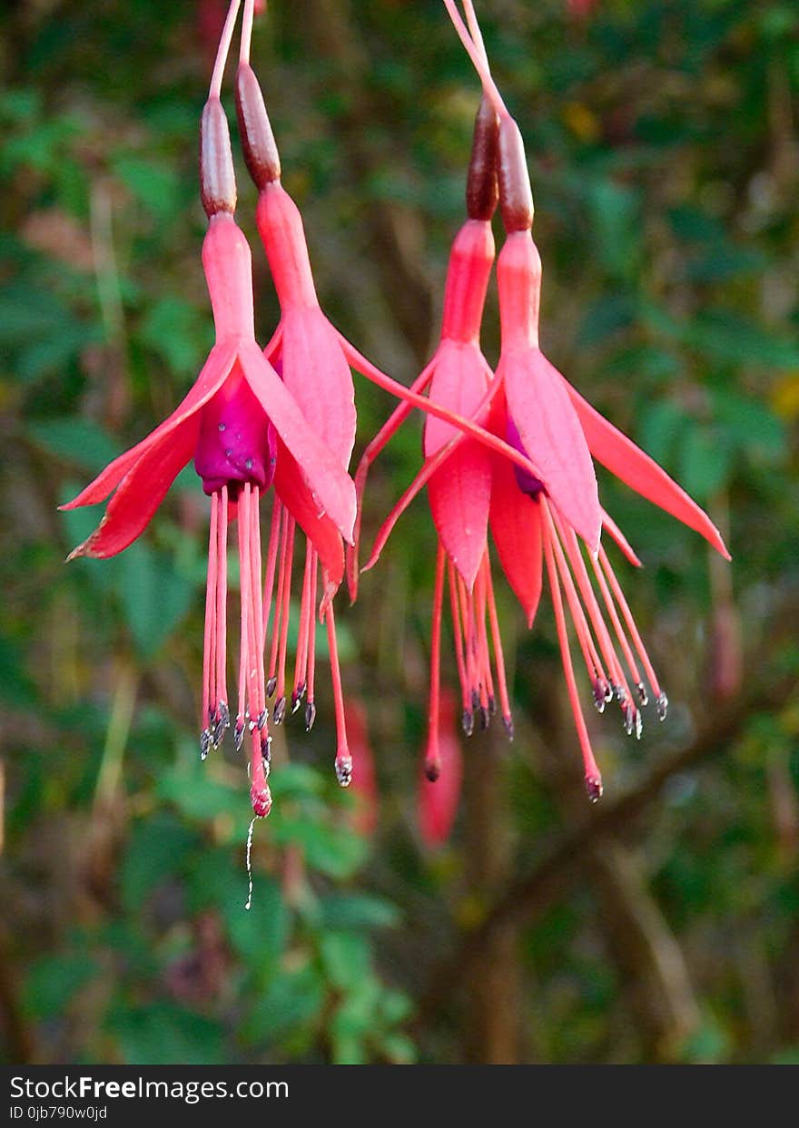 Flower, Plant, Flora, Flowering Plant