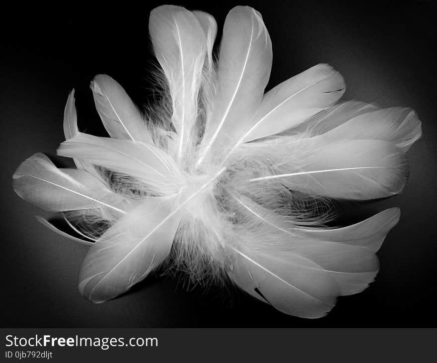 White, Black And White, Monochrome Photography, Feather