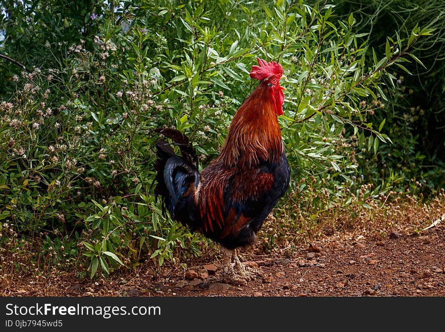 Chicken, Rooster, Galliformes, Bird