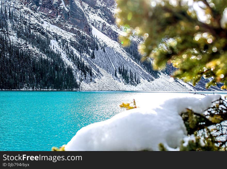 Water, Nature, Tree, Winter