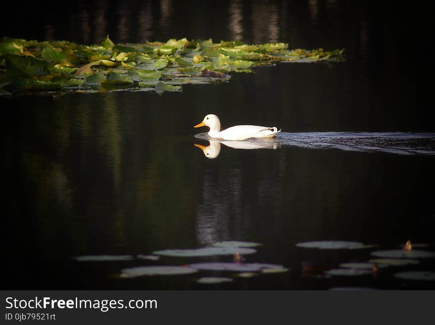 Reflection, Bird, Water Bird, Duck