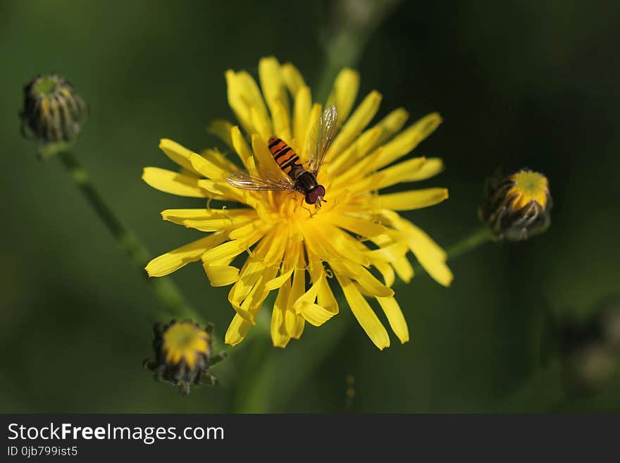 Flower, Honey Bee, Bee, Nectar