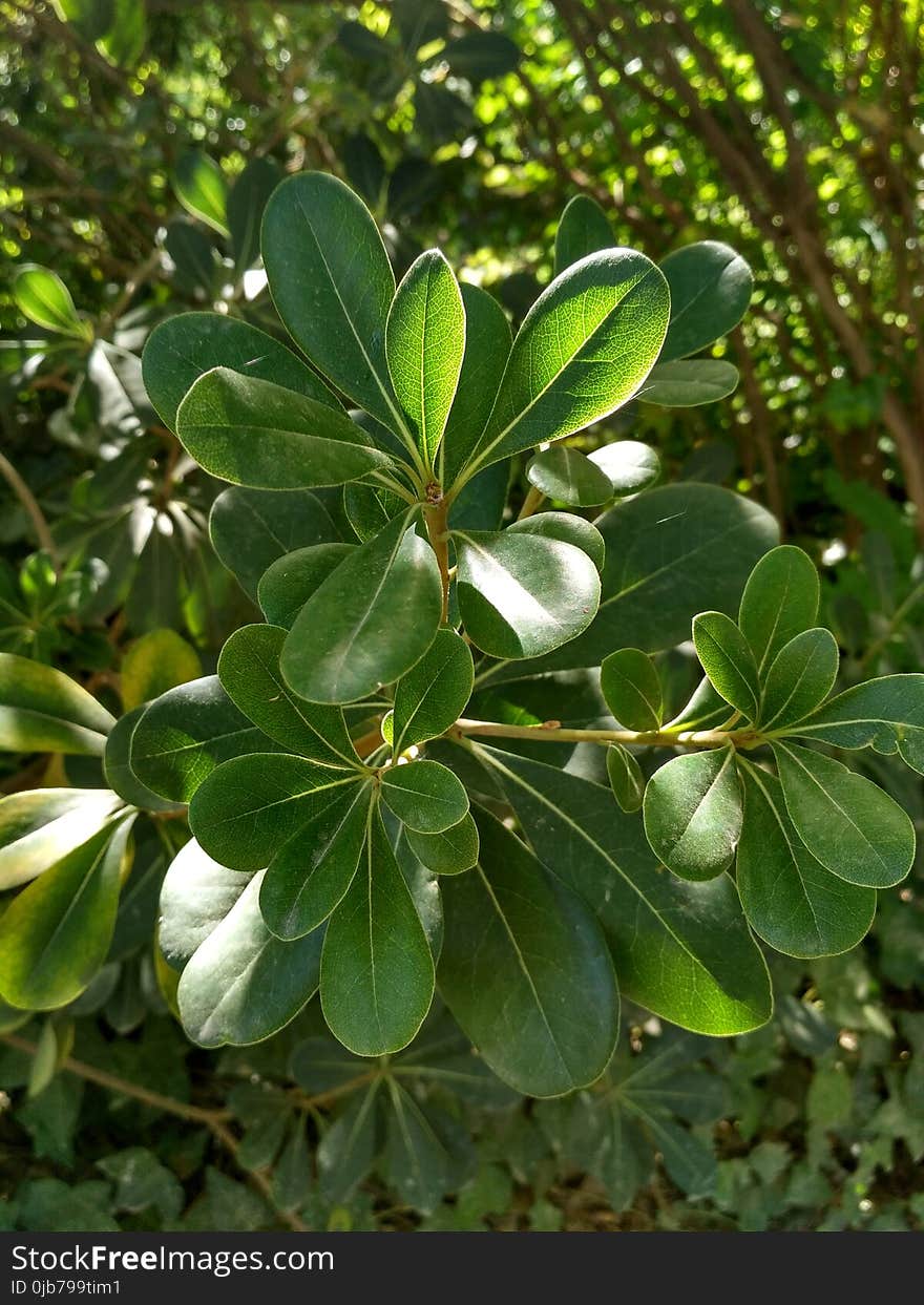 Plant, Leaf, Tree, Evergreen