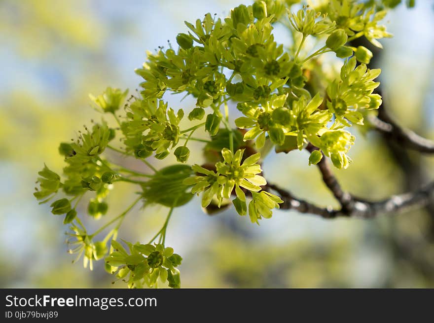 Plant, Flora, Branch, Tree