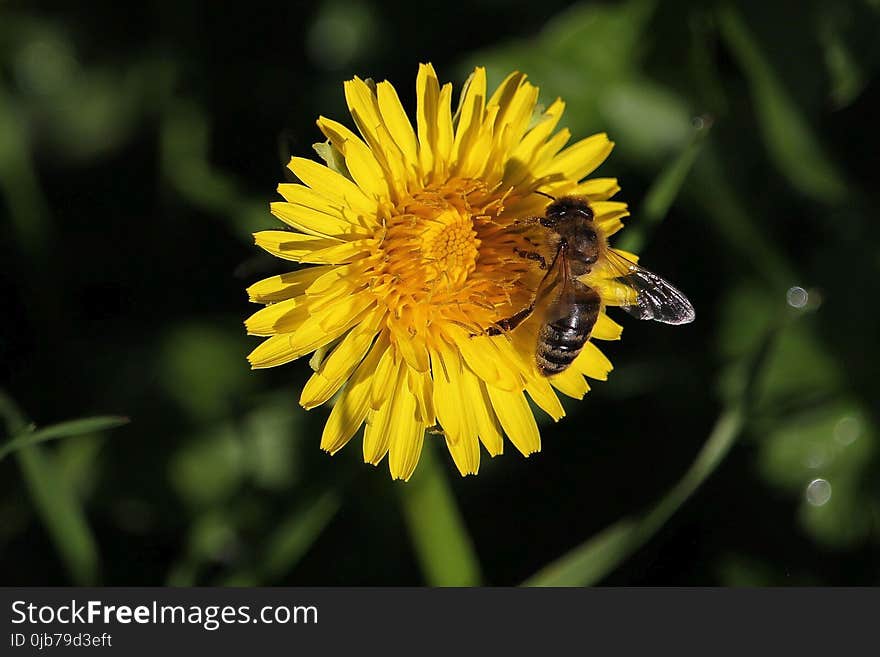 Flower, Honey Bee, Yellow, Bee