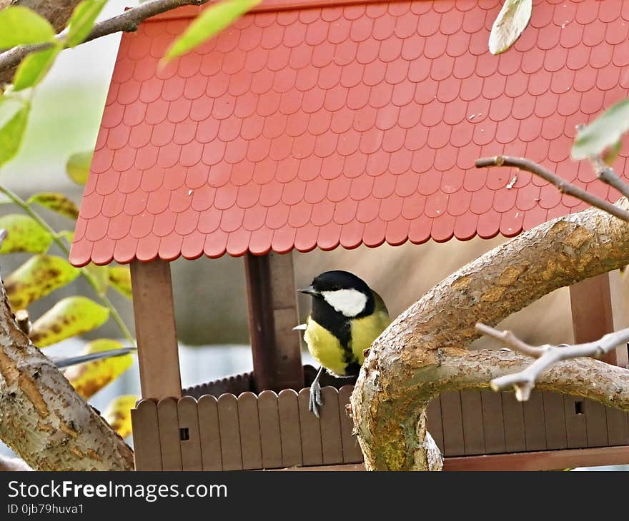 Fauna, Bird, Beak, Bird Food