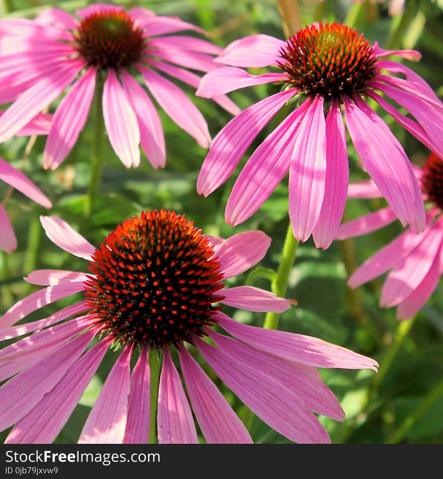 Flower, Coneflower, Plant, Flowering Plant