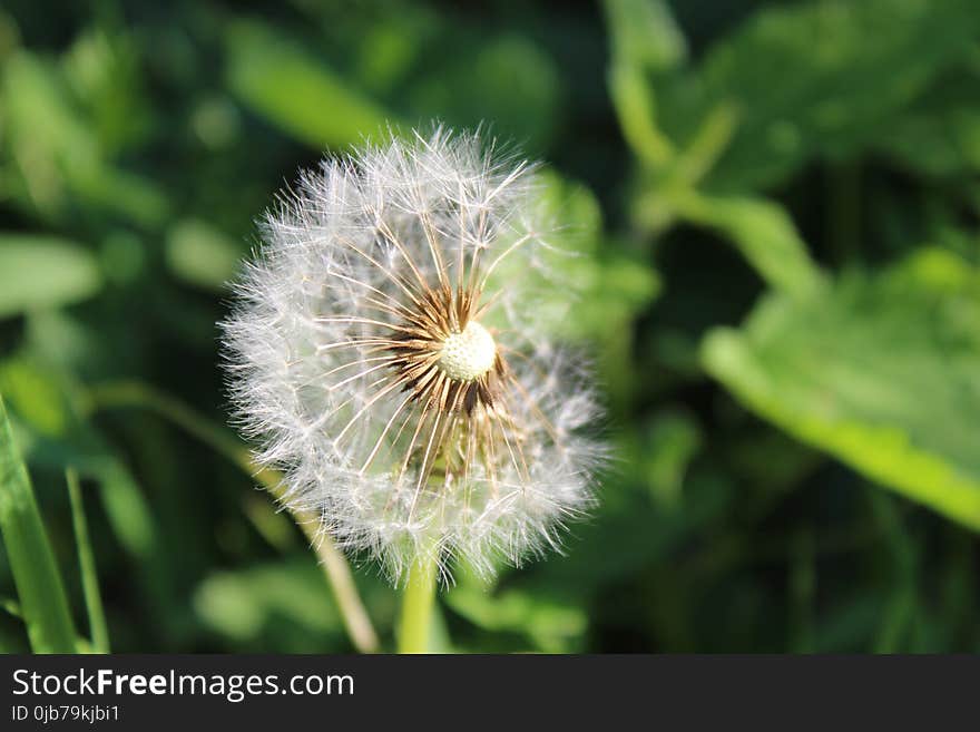 Flower, Flora, Dandelion, Plant