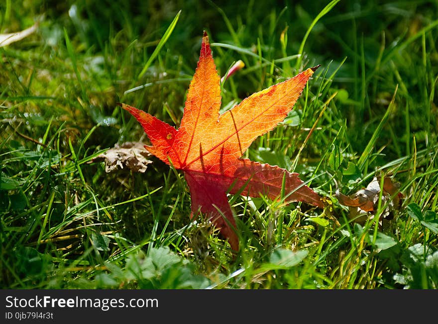 Leaf, Maple Leaf, Autumn, Grass