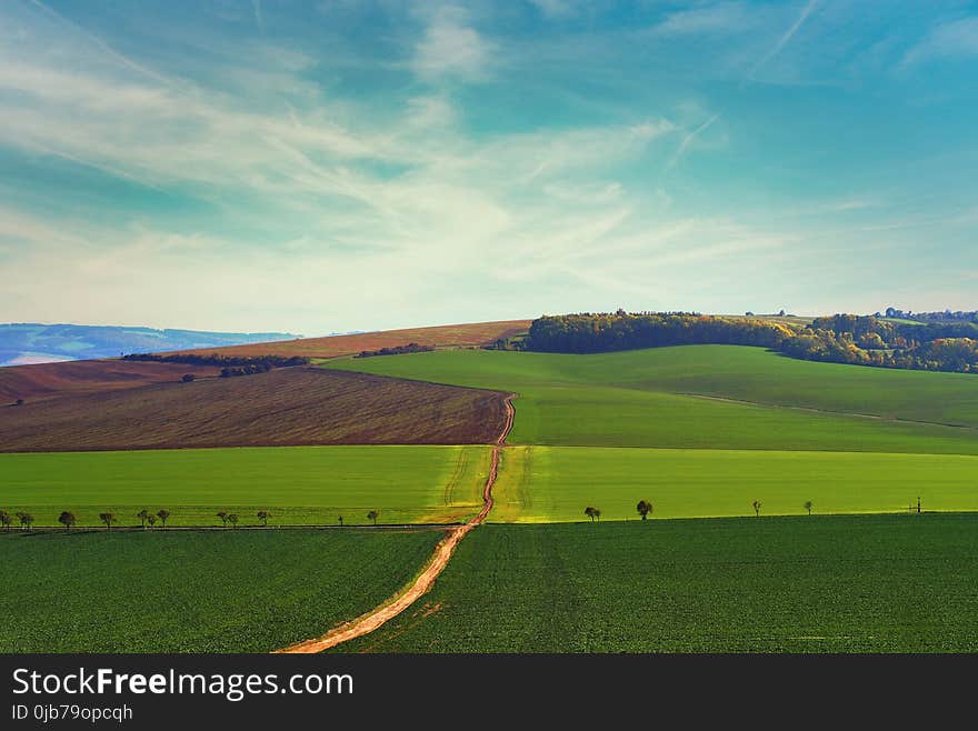 Sky, Grassland, Field, Green