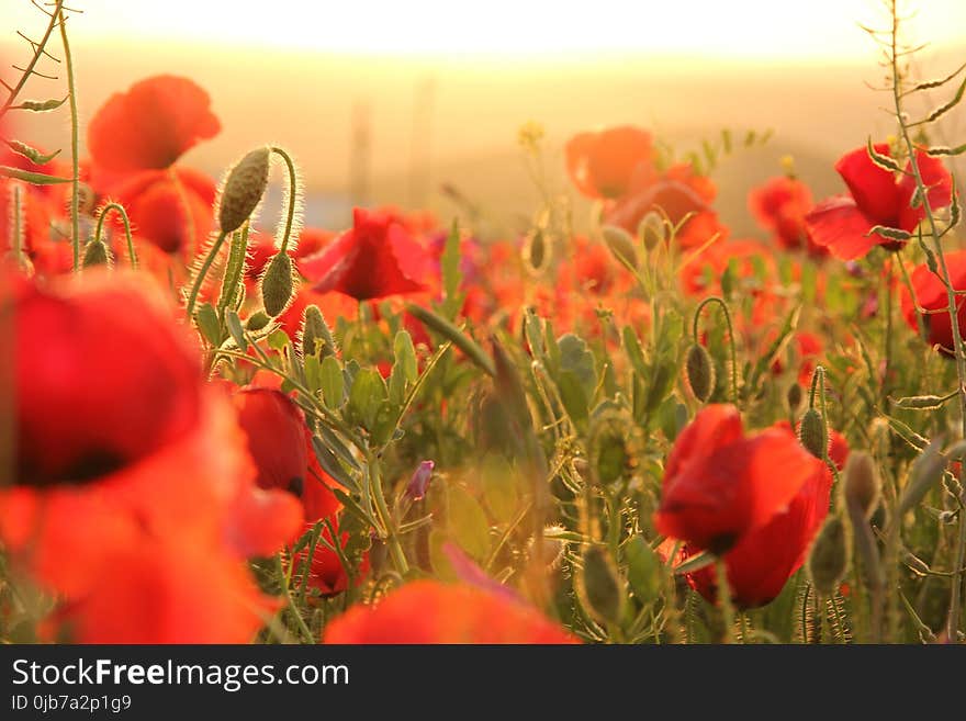 Flower, Red, Wildflower, Field