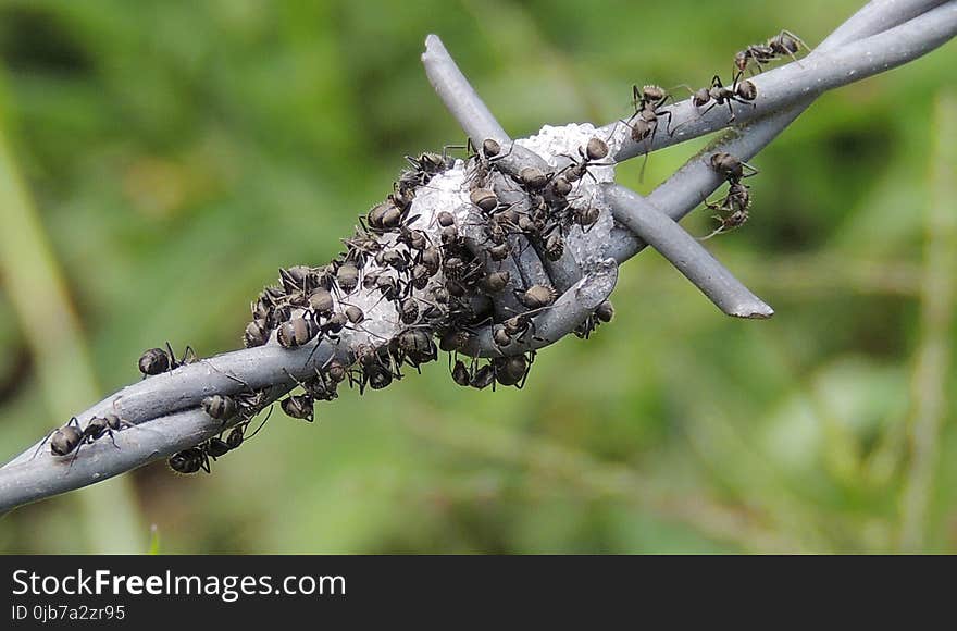 Insect, Branch, Twig, Plant Stem