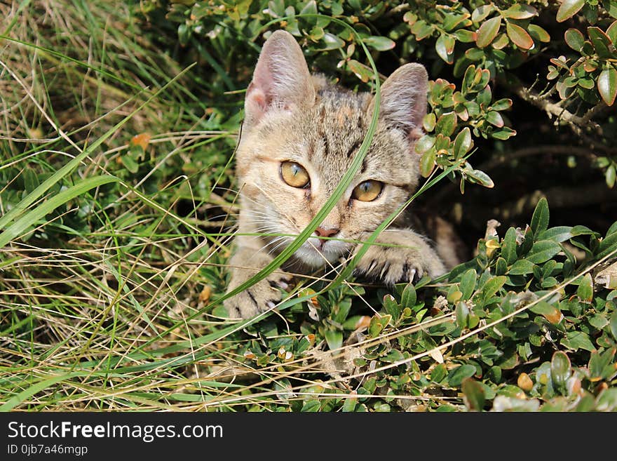 Cat, Fauna, Mammal, Small To Medium Sized Cats