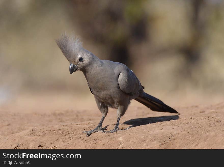 Bird, Fauna, Beak, Feather