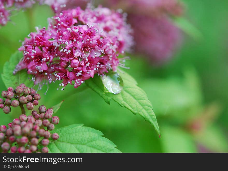 Flower, Lilac, Hydrangea, Plant