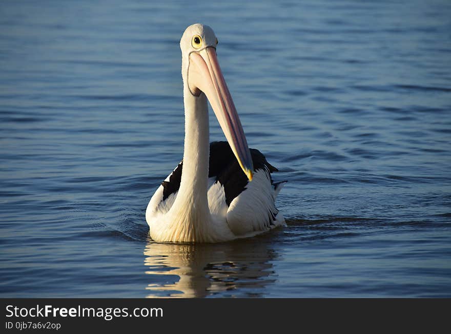 Pelican, Bird, Seabird, Beak