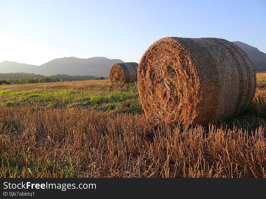 Hay, Field, Agriculture, Straw