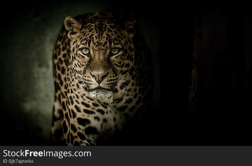 Leopard, Jaguar, Mammal, Wildlife