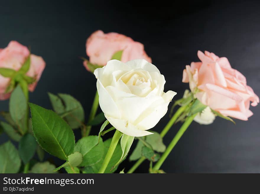 Flower, Rose, Rose Family, Flowering Plant