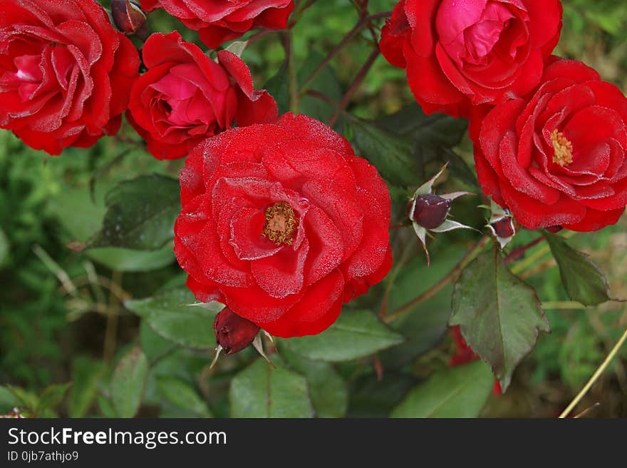 Rose, Flower, Rose Family, Garden Roses