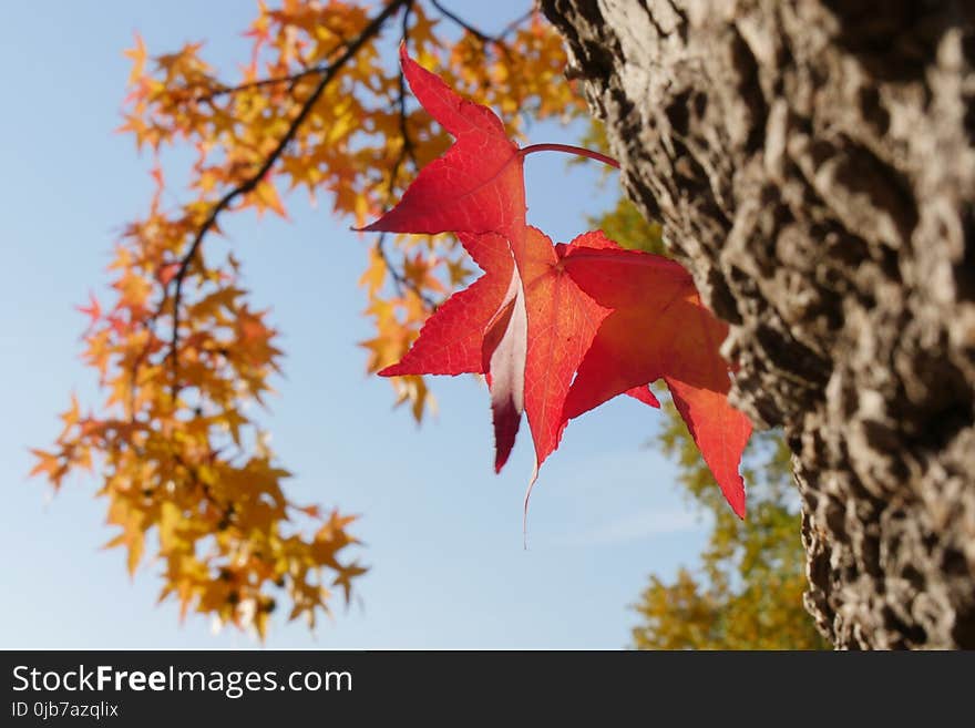 Leaf, Red, Flora, Autumn