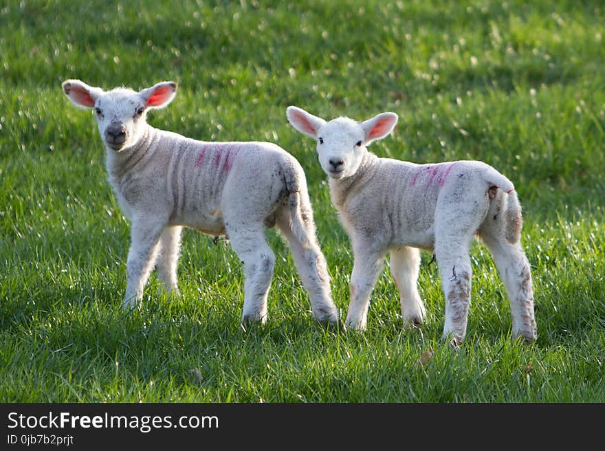 Sheep, Pasture, Grass, Cow Goat Family