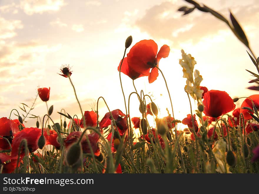 Flower, Flowering Plant, Wildflower, Sky