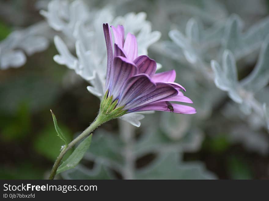 Flower, Plant, Flora, Purple