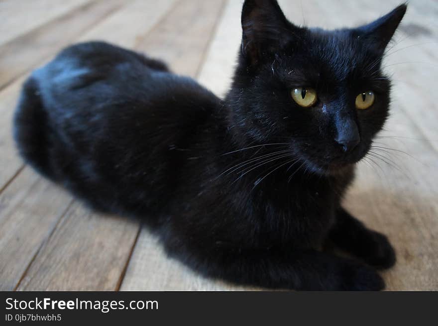 Cat, Black Cat, Black, Mammal