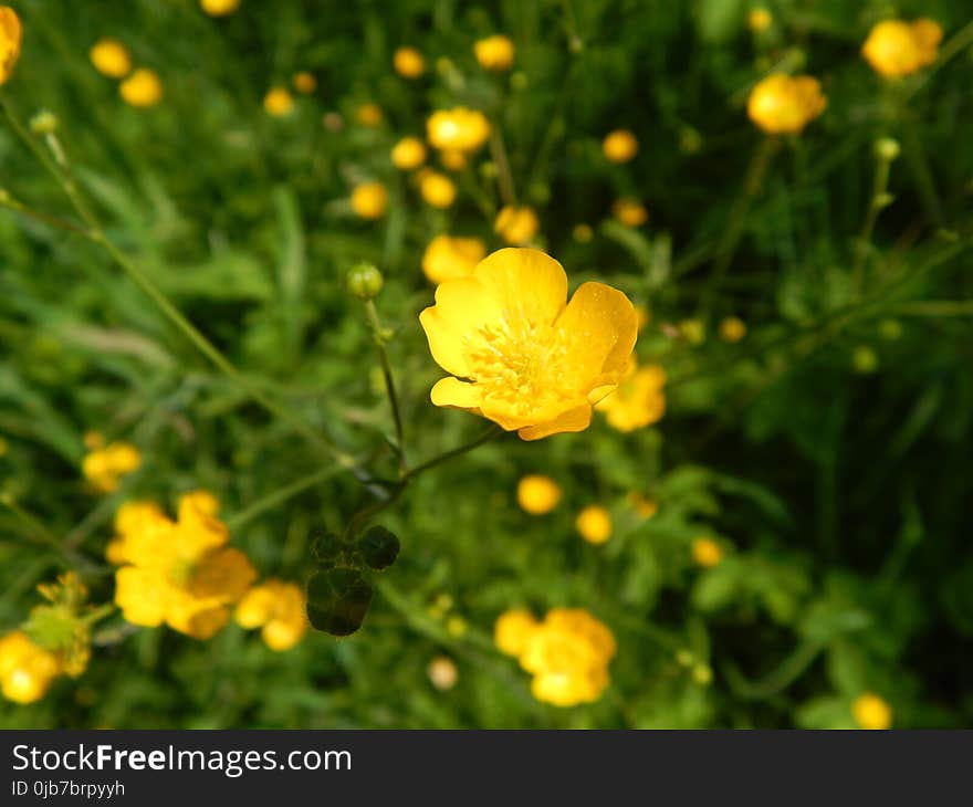 Flower, Yellow, Flora, Common Tormentil