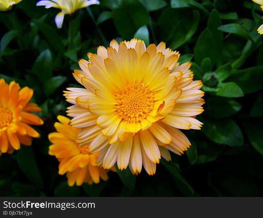 Flower, Yellow, Flora, Plant