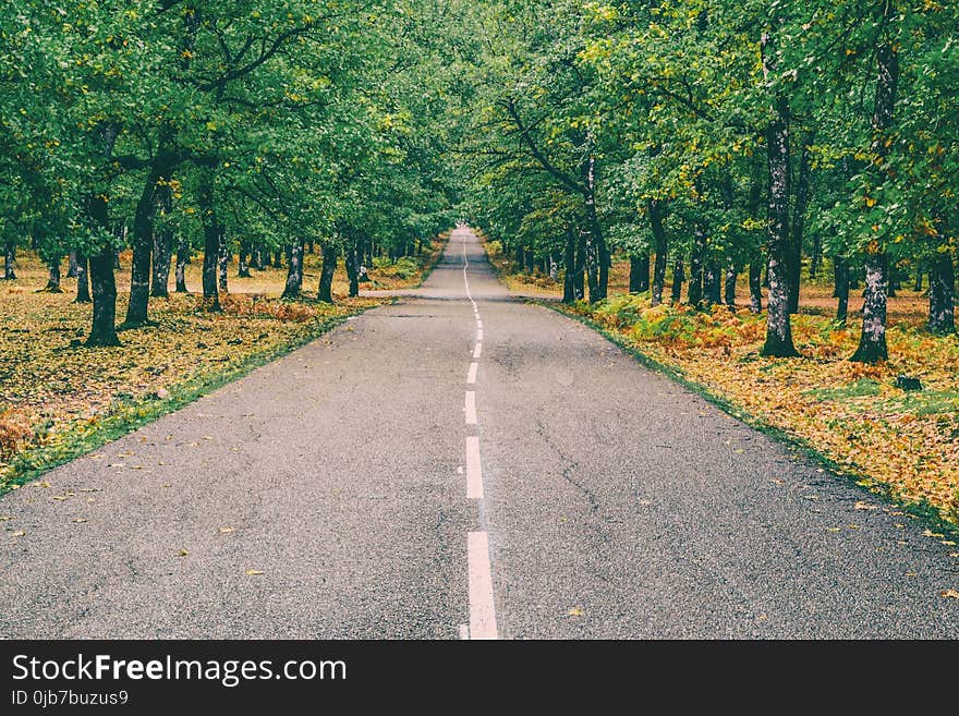 Road, Path, Lane, Tree