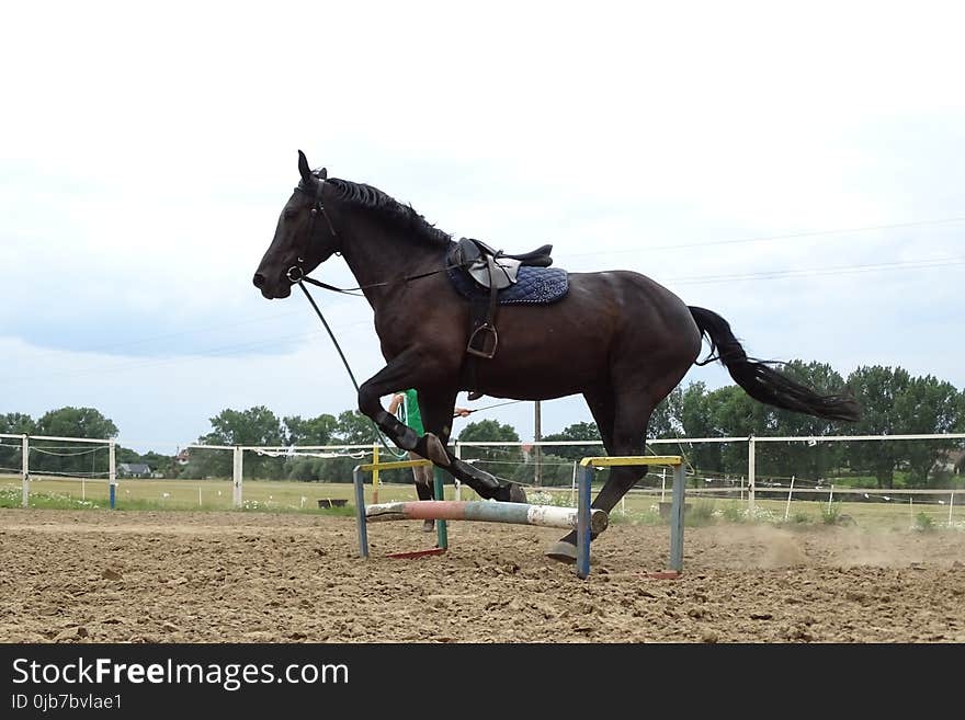 Horse, Bridle, Rein, Horse Tack