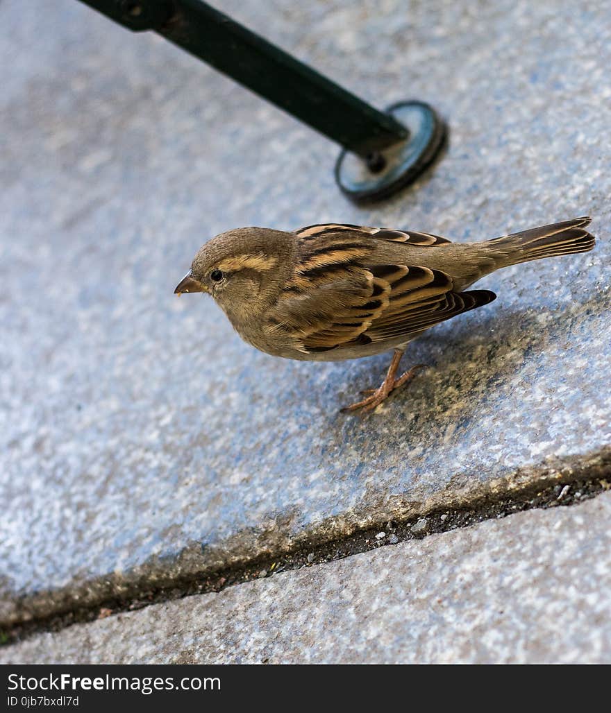 Bird, Sparrow, Fauna, House Sparrow