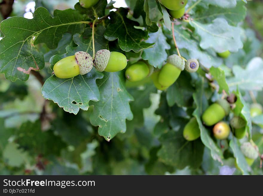 Fruit, Tree, Grapevine Family, Produce