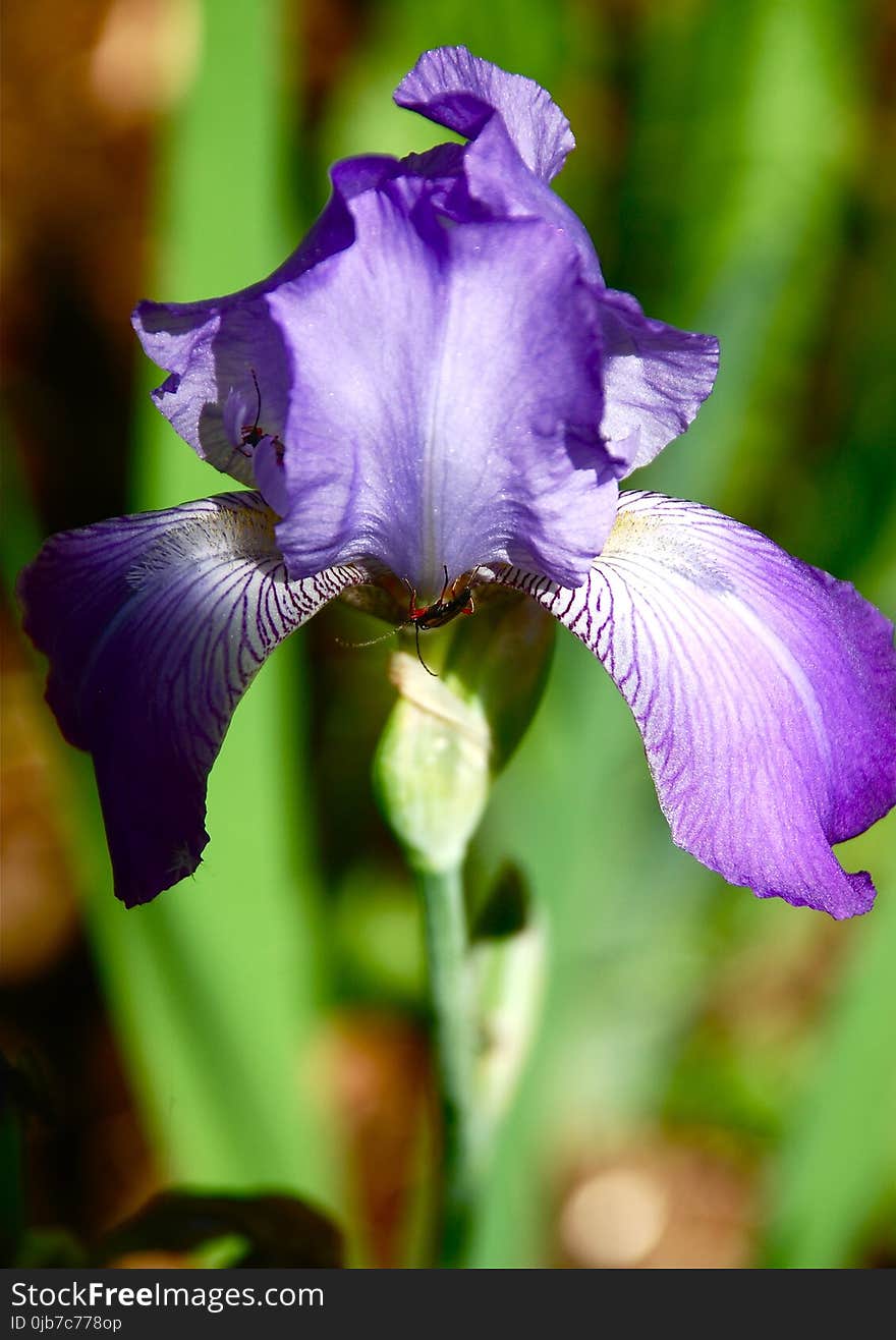 Flower, Plant, Purple, Flowering Plant