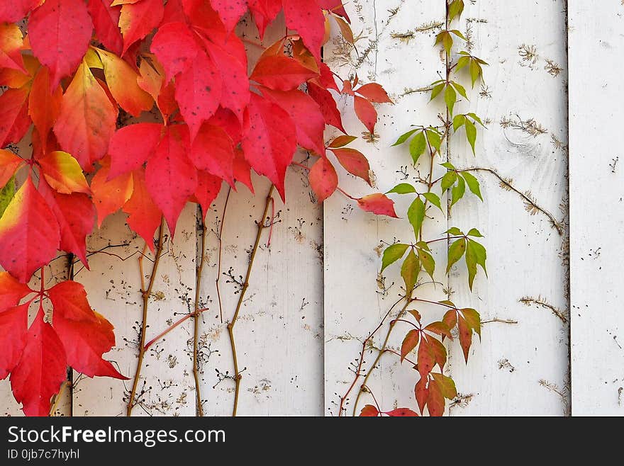 Leaf, Red, Flora, Flower