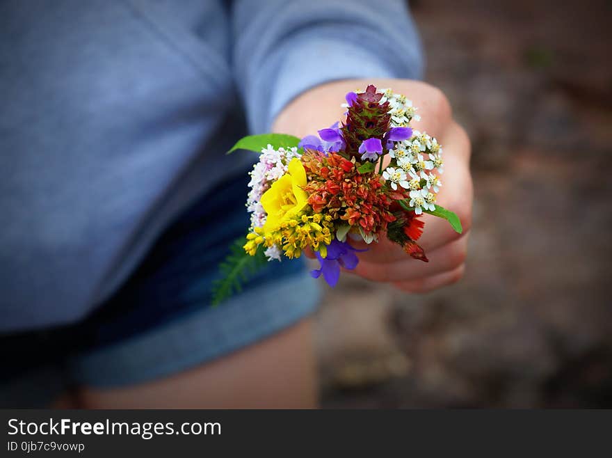 Flower, Yellow, Flora, Plant