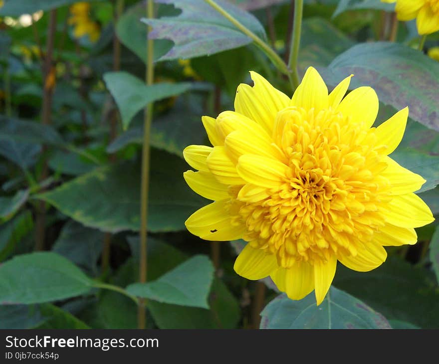 Flower, Yellow, Plant, Flora