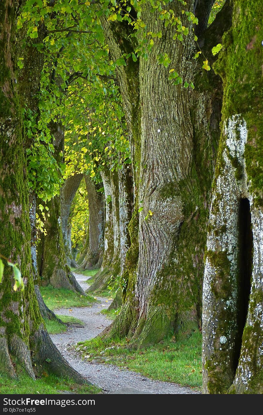 Tree, Green, Nature, Woodland