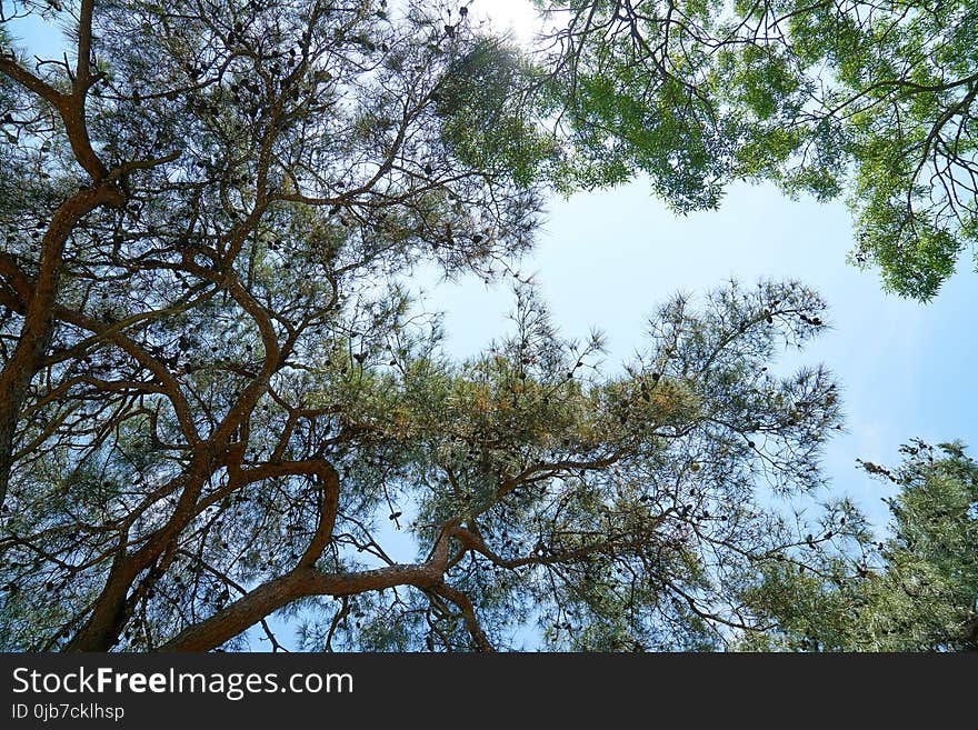 Tree, Sky, Branch, Vegetation