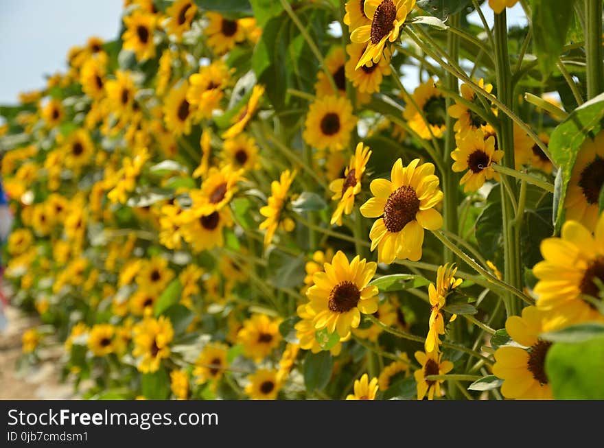 Flower, Sunflower, Yellow, Plant