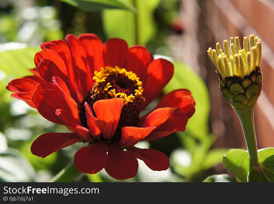 Flower, Petal, Close Up, Flowering Plant