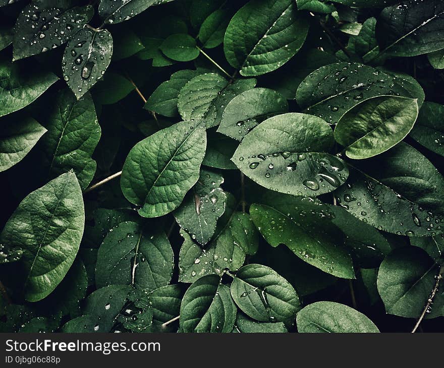 Close-Up Photography of Leaves With Droplets