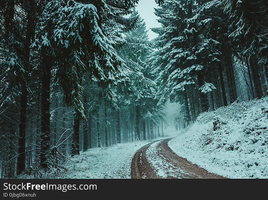 Trees Covered With Snow