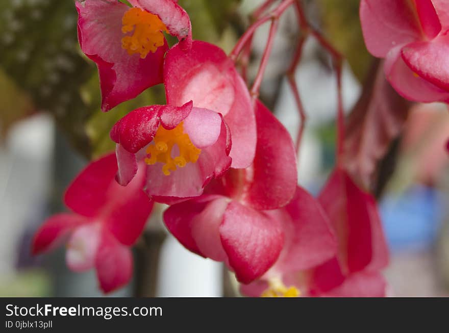 Flower, Pink, Flora, Flowering Plant