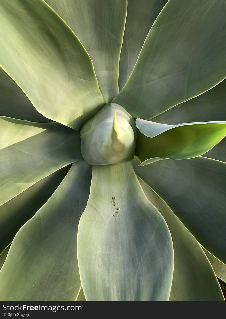 Plant, Agave, Leaf, Flora