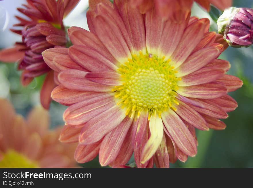 Flower, Flora, Petal, Chrysanths